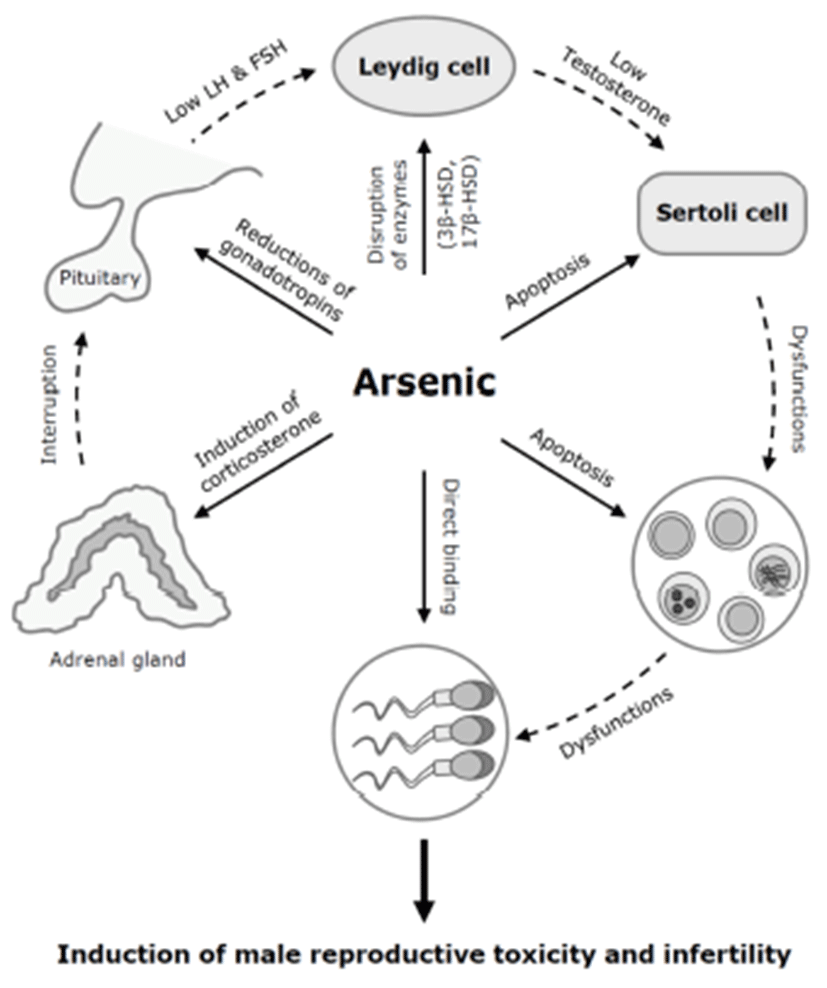 arsenic poisoning mechanism